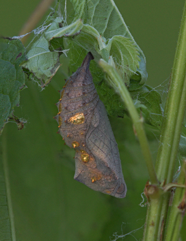 Red Admiral chrysalis